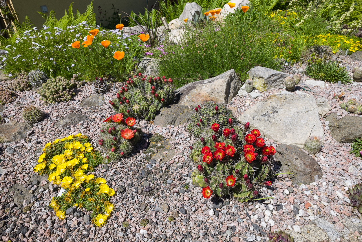 Exoten und Garten Endlich Hitze für das Kakteenbeet