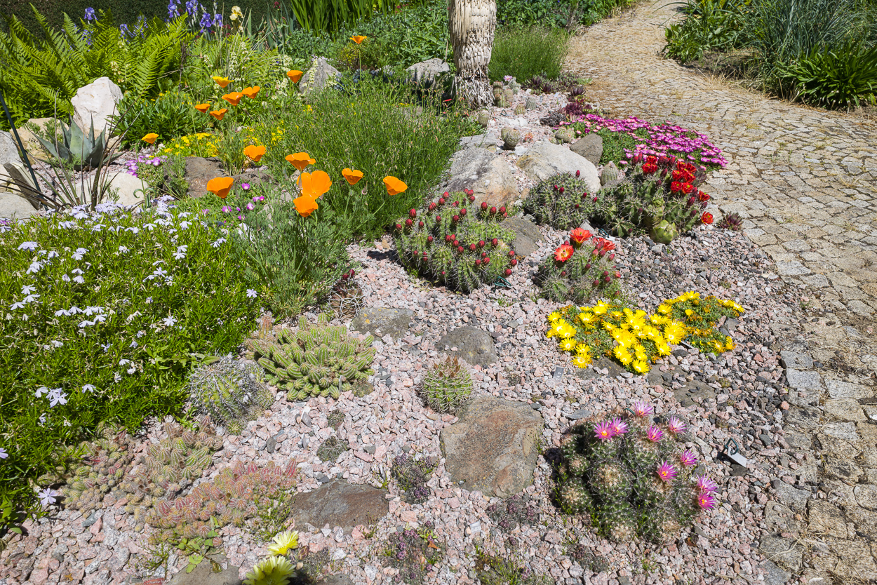 Exoten und Garten Endlich Hitze für das Kakteenbeet