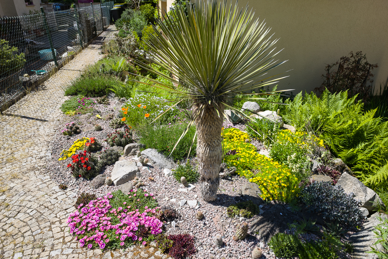 Exoten und Garten Endlich Hitze für das Kakteenbeet