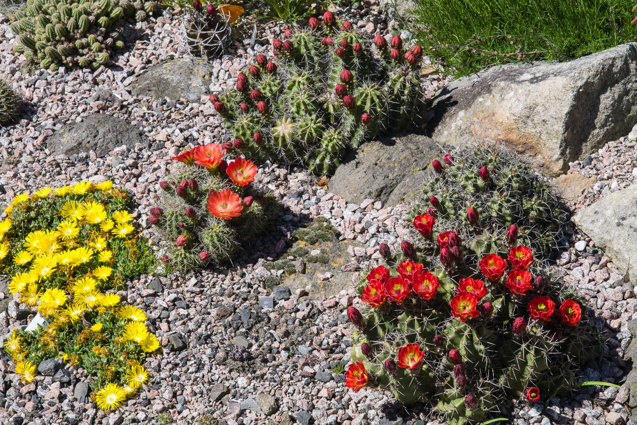 Exoten und Garten Endlich Hitze für das Kakteenbeet