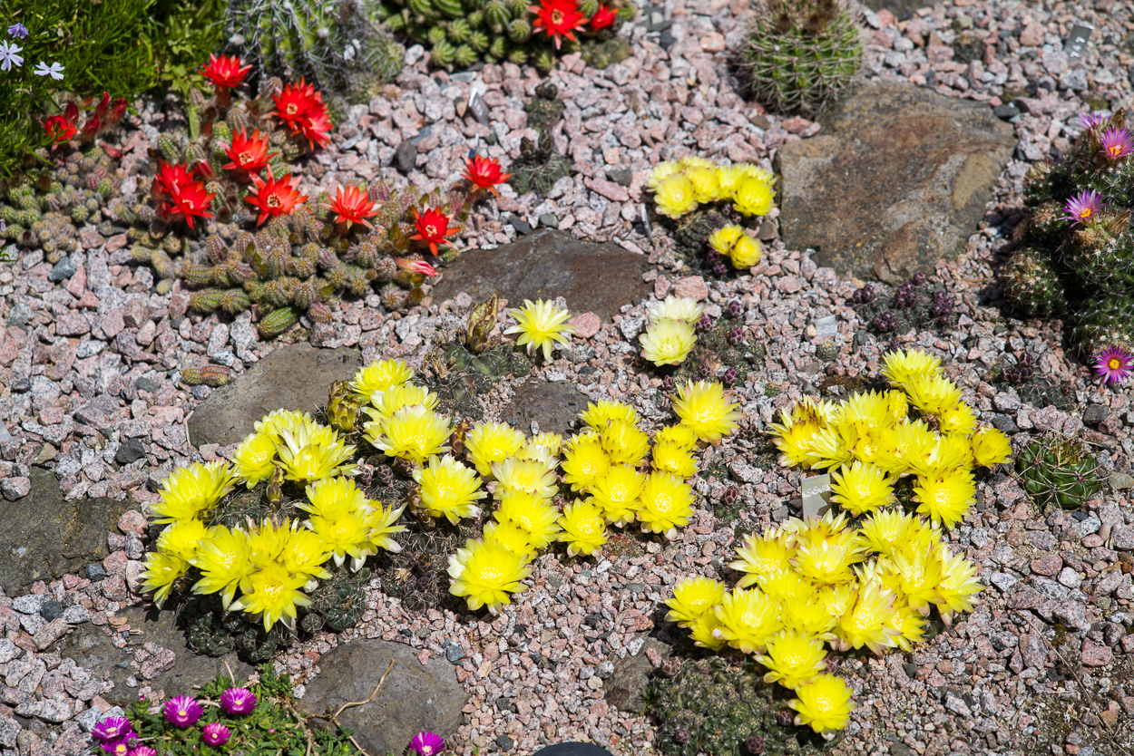 Exoten und Garten Buntes Sukkulentenbeet