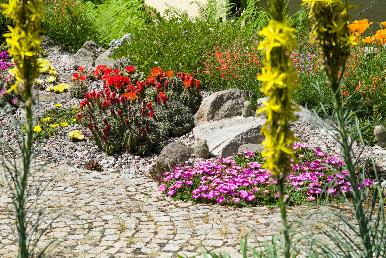 Exoten und Garten Buntes Sukkulentenbeet