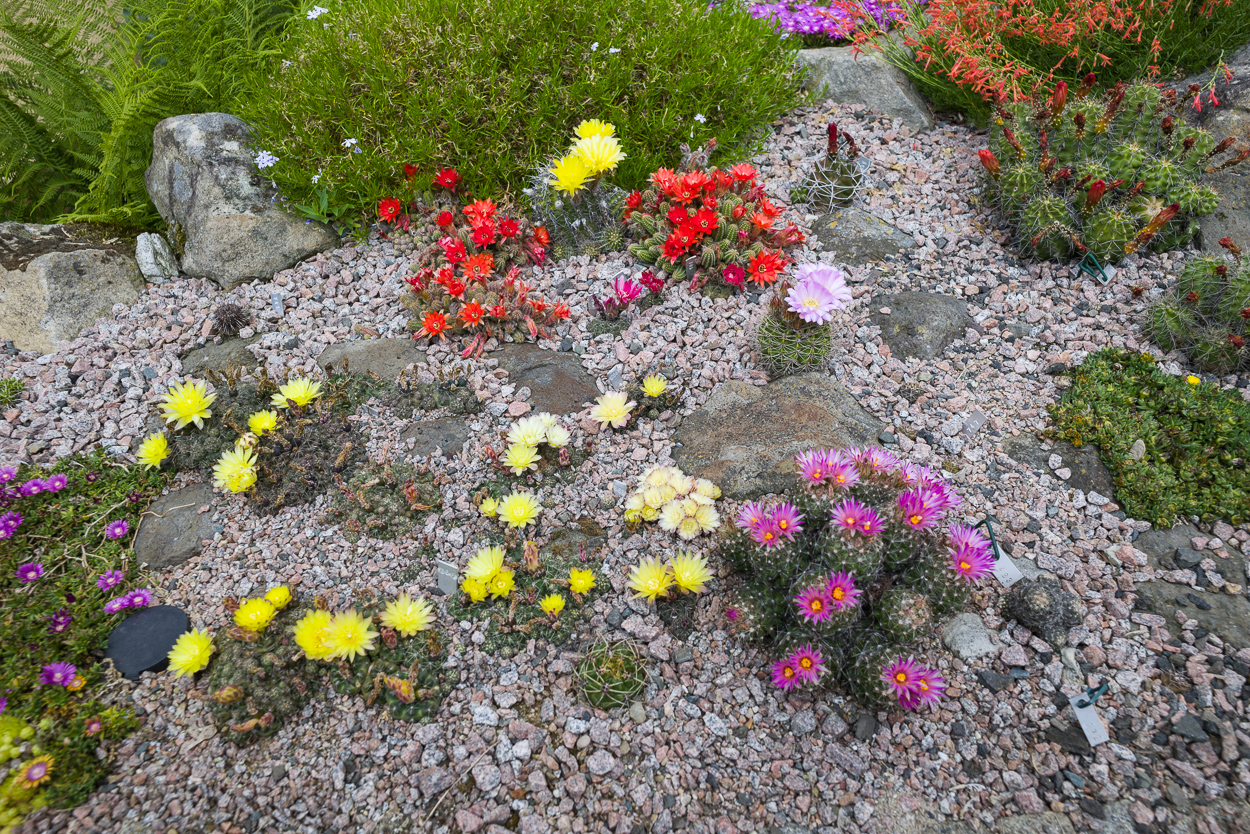 Exoten und Garten Neues aus dem Kakteebeet