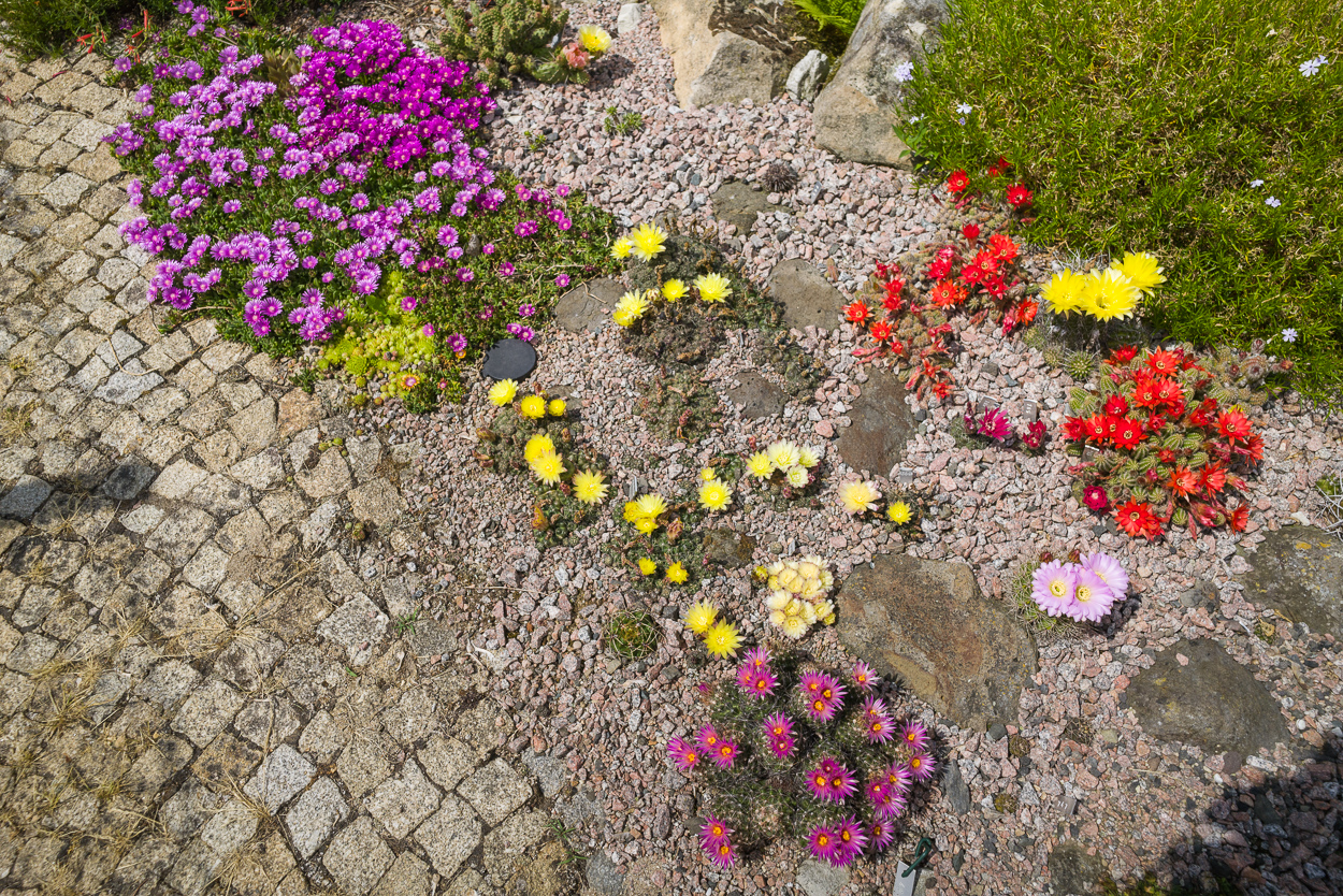 Exoten und Garten Neues aus dem Kakteebeet