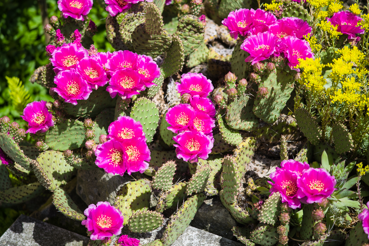 Exoten und Garten Opuntie X basilaris &quot;Berlin&quot;