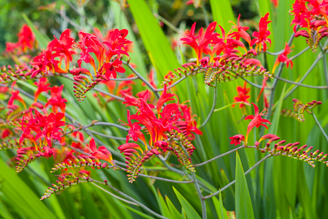 Exoten und Garten Feuerrot