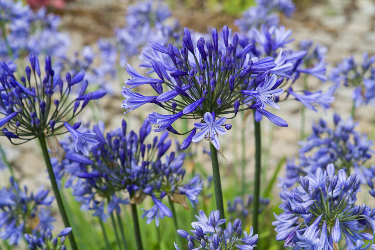 Exoten und Garten Agapanthus