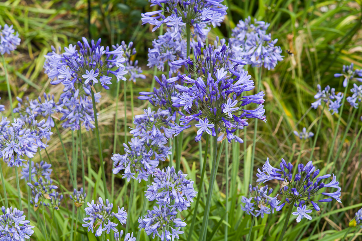 Exoten und Garten Agapanthus