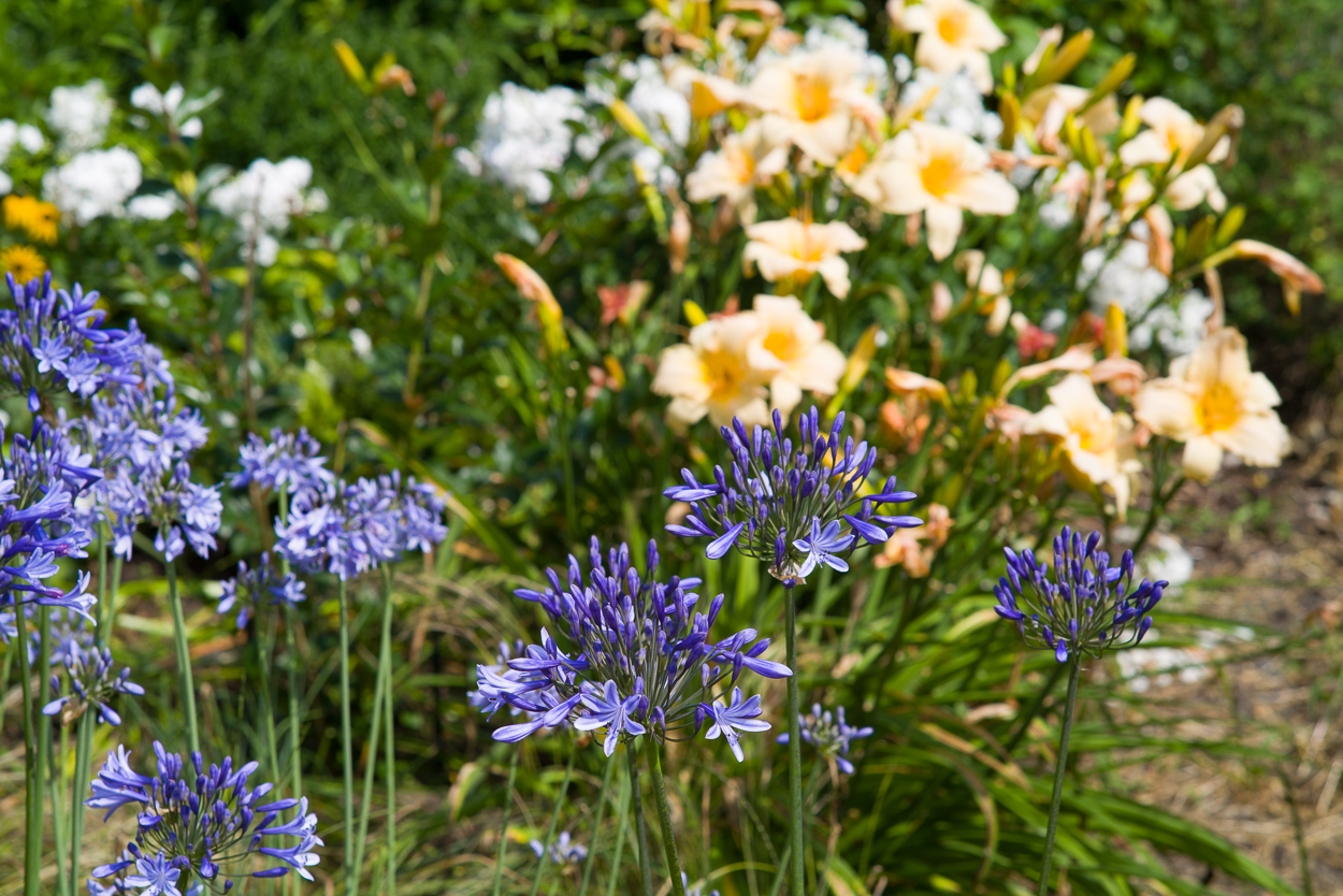 Exoten und Garten Agapanthus